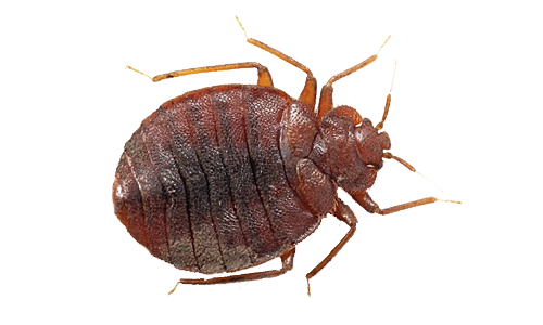 Dedetização de percevejos de Traças